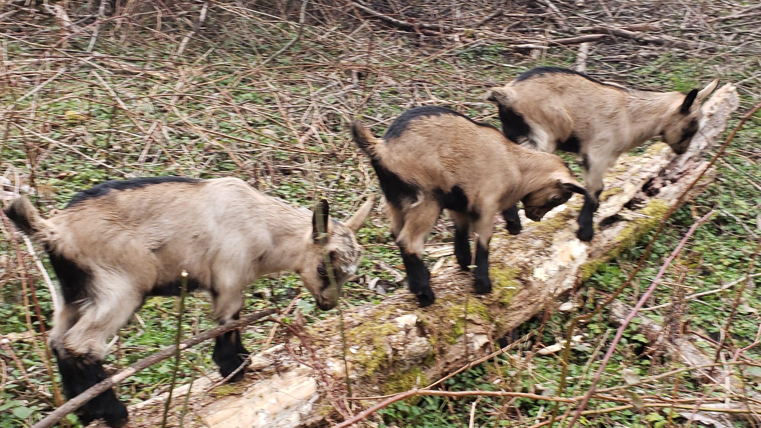 three baby goats on a log