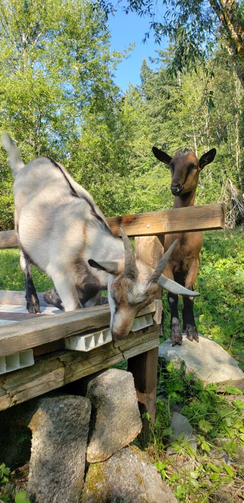 two goat kids exploring the deck by the pond