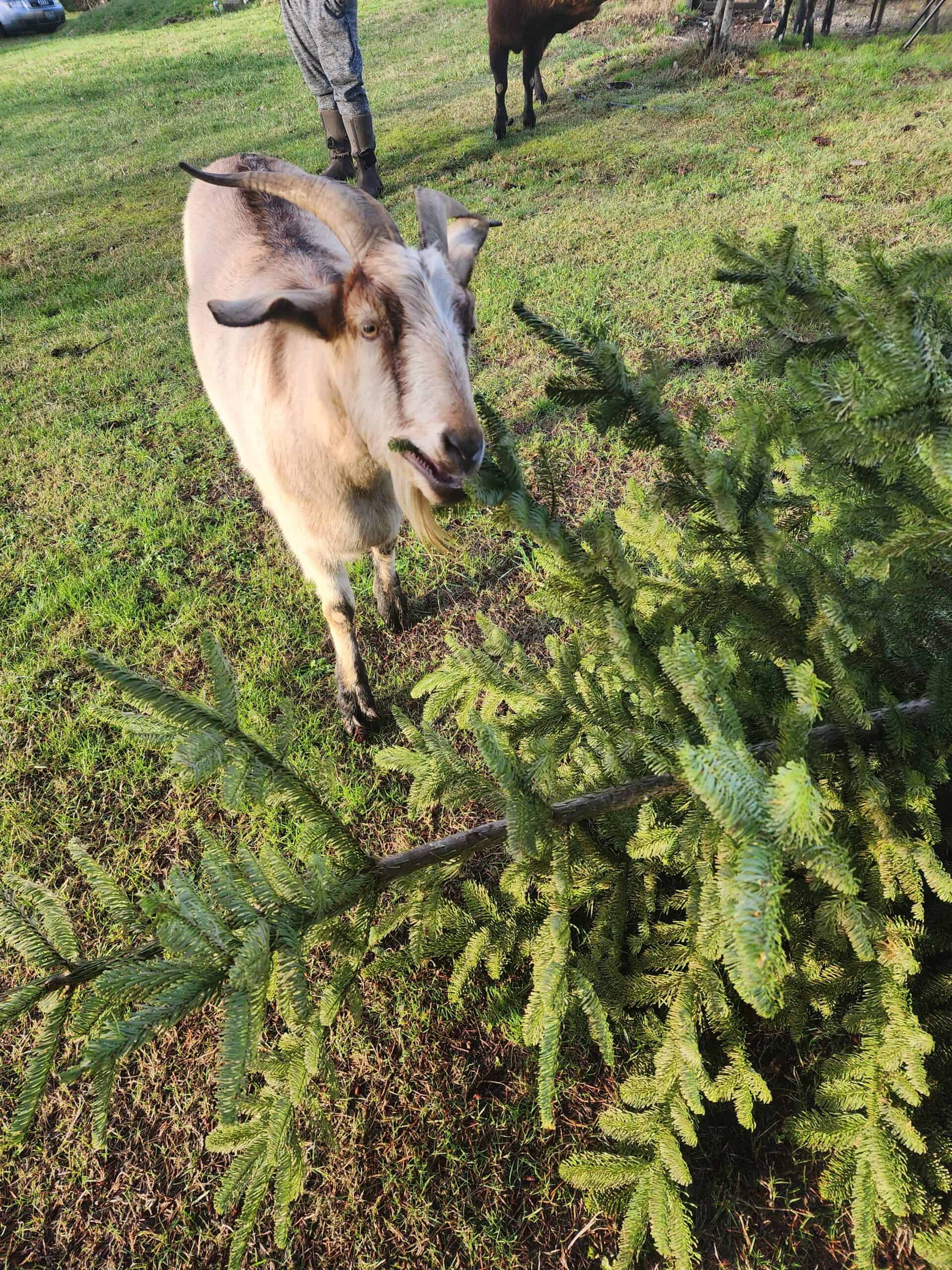 Iko the goat as a pet eating a xmas tree