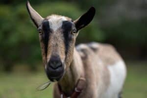 Delilah the sweet French Alpine goat