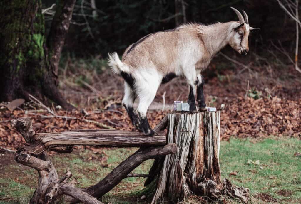 Iko stands on a stump