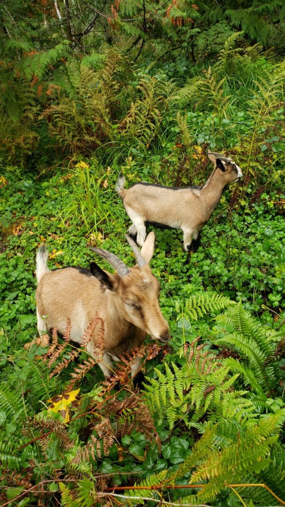 Tennessee and Jedd go foraging