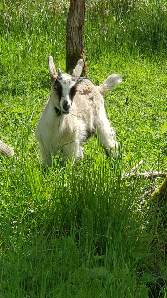 Tennessee kid in the grass