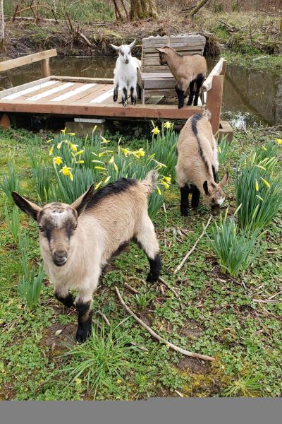 grateful goat farms baby goats